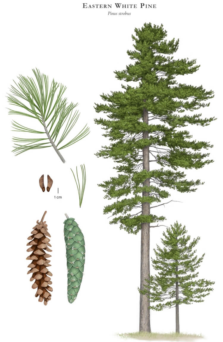 Eastern white pine