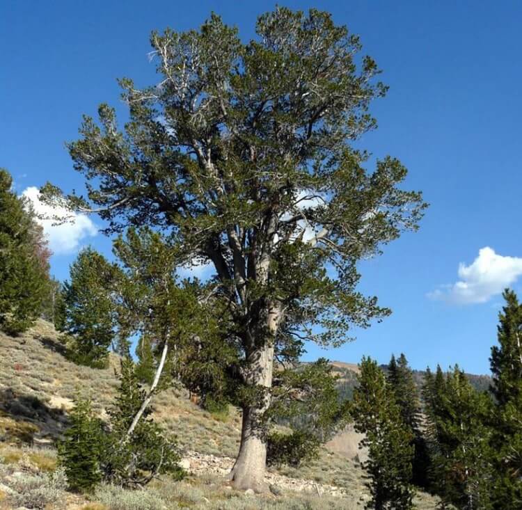 Limber pine