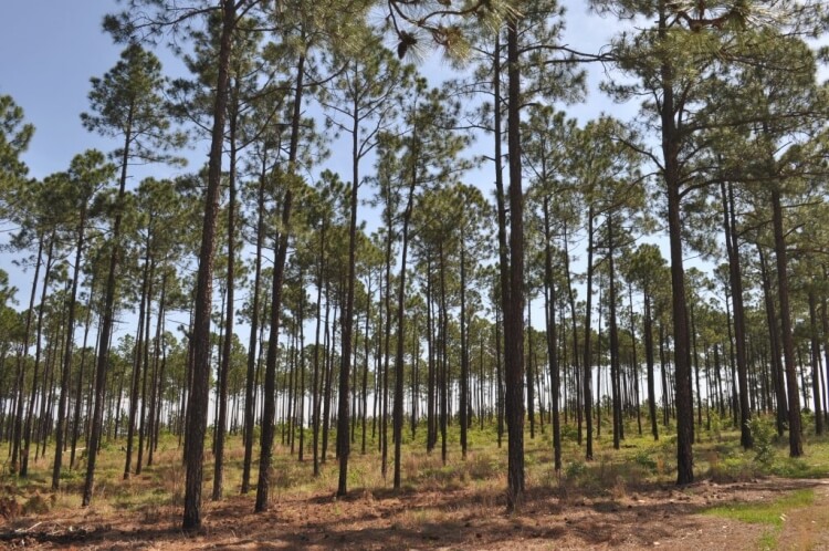 Loblolly pine