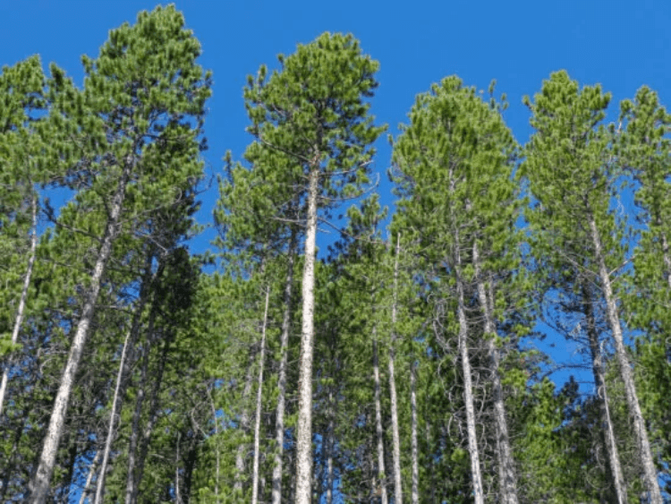 Lodgepole pine