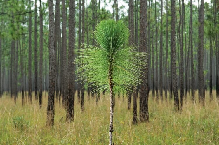 Longleaf pine