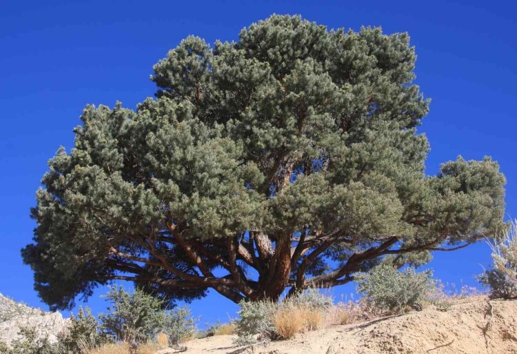 Pinyon pine