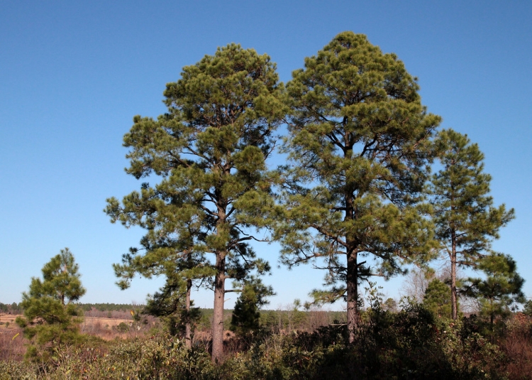 Pond pine