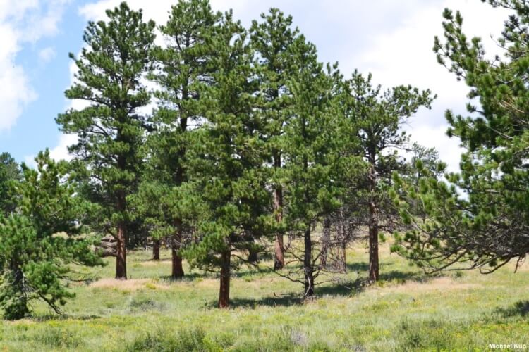 Ponderosa pine