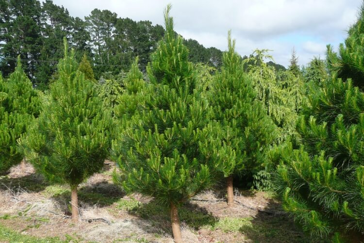 Radiata pine