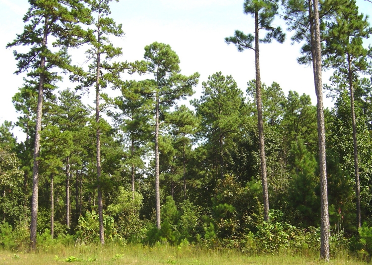 Shortleaf pine