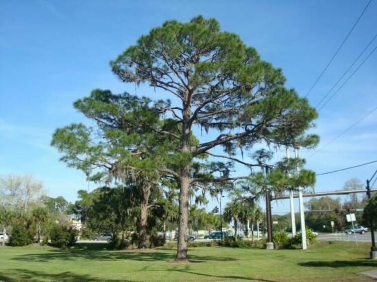 Slash pine