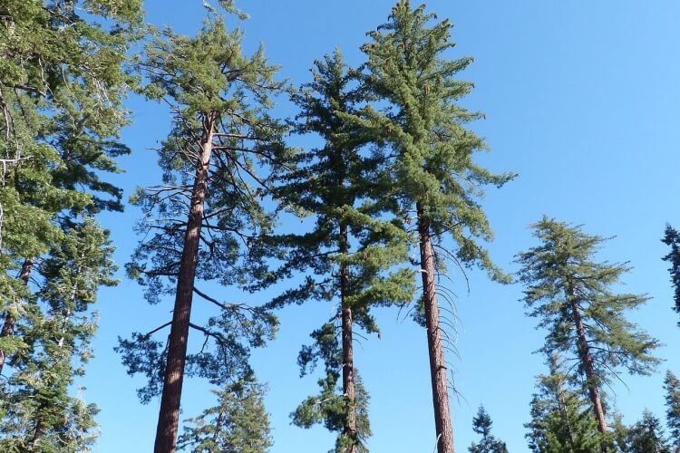 Sugar pine