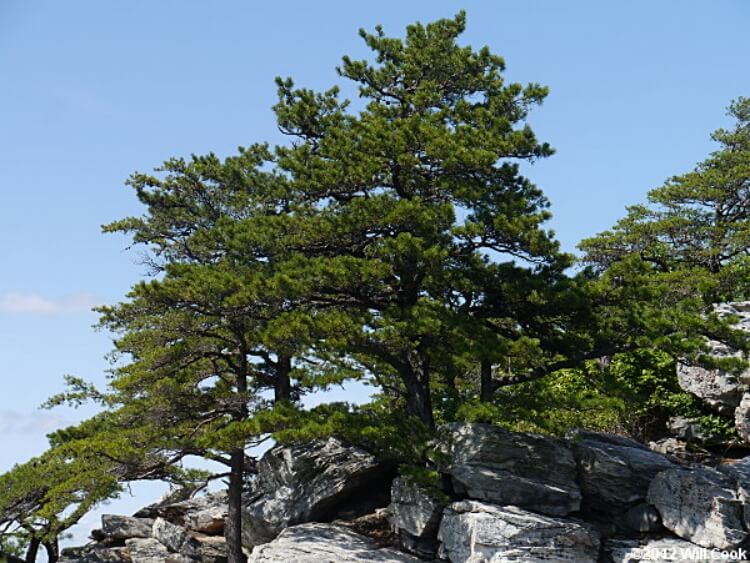 Table Mountain pine