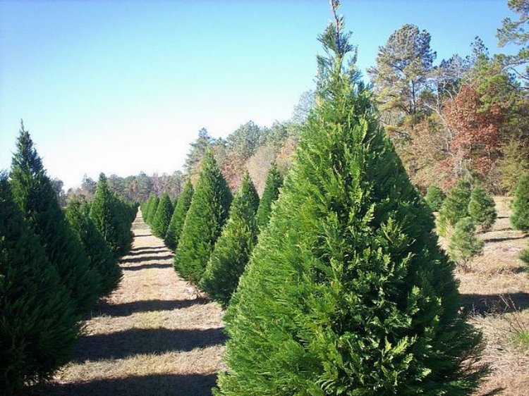 Virginia pine