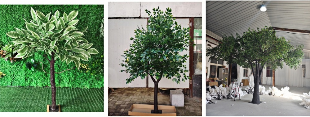 Plant Tree---Banyan Tree